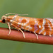 Pine Tip Moths - Photo (c) Paolo Mazzei, some rights reserved (CC BY-NC), uploaded by Paolo Mazzei