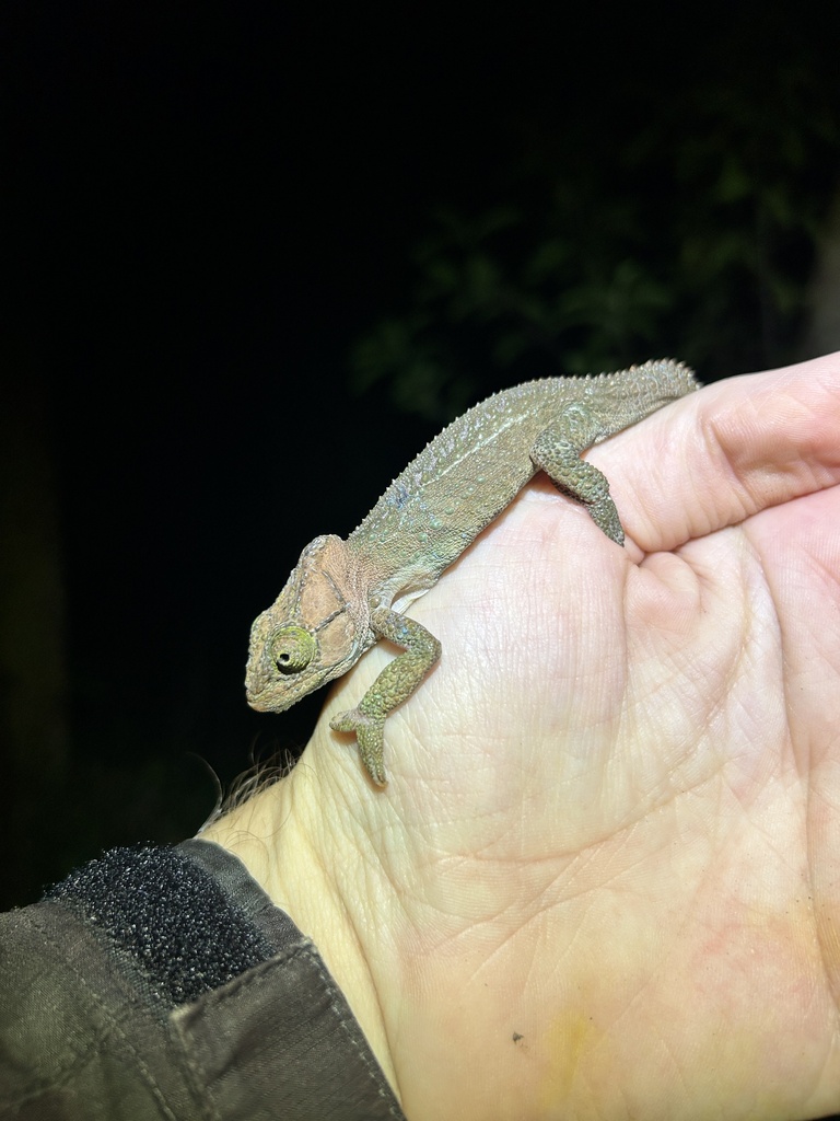 Knysna Dwarf Chameleon from Table Mountain National Park, Constantia ...