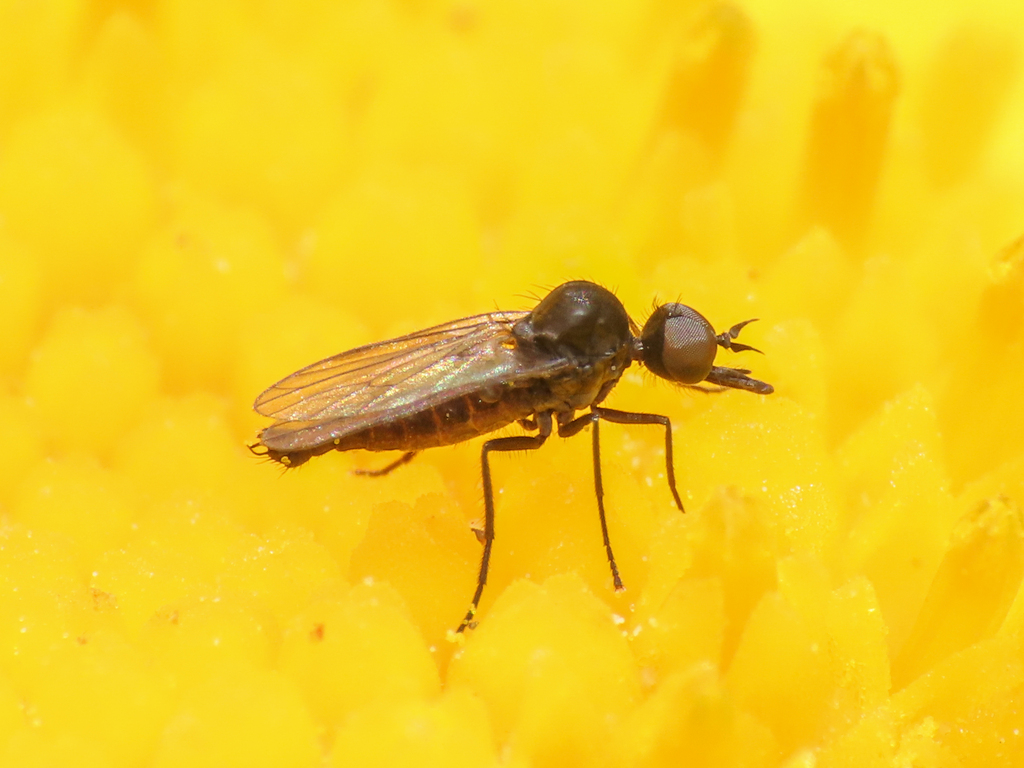 Paraiteaphila italica