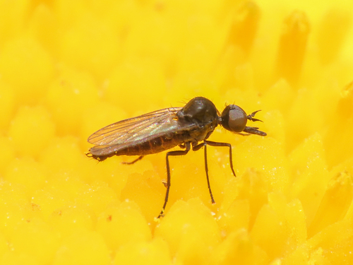 Paraiteaphila italica