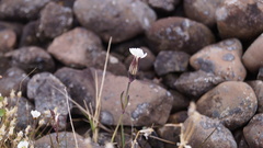 Silene involucrata