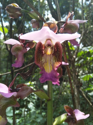 Purple Vlei Harlequin