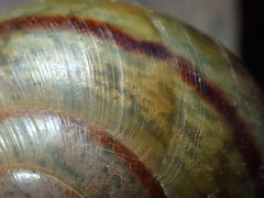 Helminthoglypta willetti
