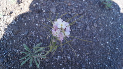 Erysimum pallasii