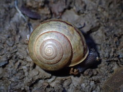 Helminthoglypta willetti