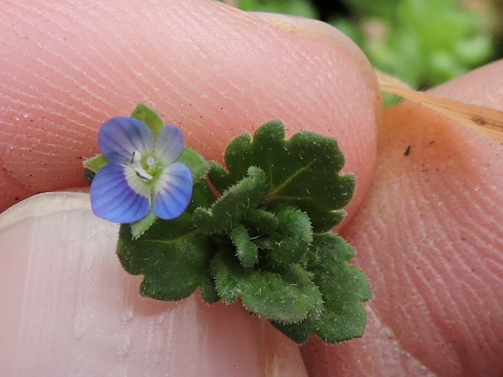 Grey Field-speedwell from Weatherford Lake on February 14, 2016 by Sam ...