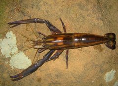 Macrobrachium carcinus