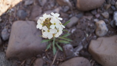 Erysimum pallasii