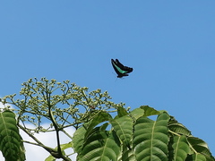 Graphium sarpedon luctatius