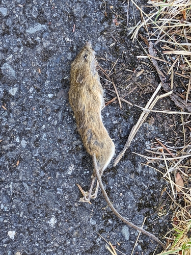 Pacific Jumping Mouse