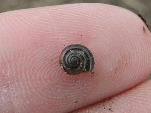Punctidae