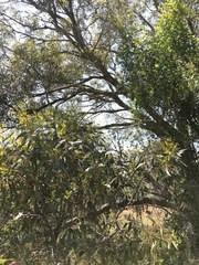 Eucalyptus decipiens