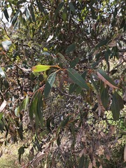 Eucalyptus decipiens
