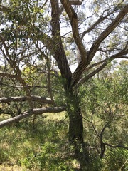 Eucalyptus decipiens