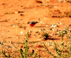 Epthianura tricolor