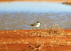 Erythrogonys cinctus