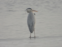 Ardea cinerea