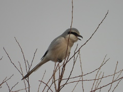 Lanius sphenocercus