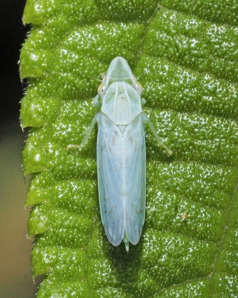 Signoretiinae