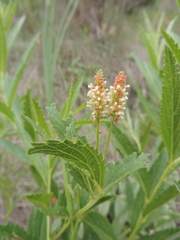 Acalypha depressinerva