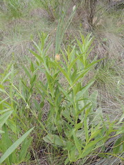 Acalypha depressinerva