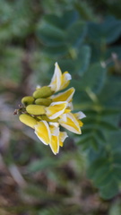 Astragalus umbellatus