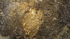 Reticulitermes grassei