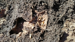 Reticulitermes grassei