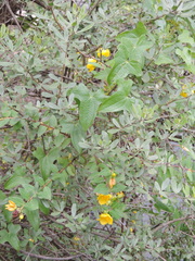 Hypericum forrestii