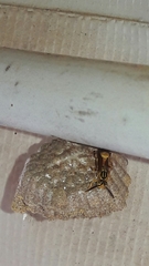 Mischocyttarus cerberus