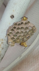 Mischocyttarus cerberus