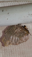 Mischocyttarus cerberus