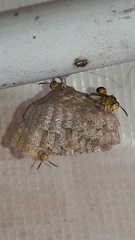 Mischocyttarus cerberus