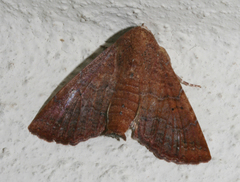 Eutelia polychorda