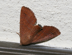 Eutelia polychorda