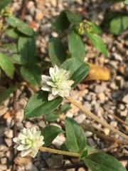 Gomphrena celosioides