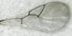 Leptopilina heterotoma