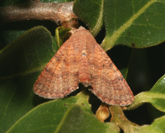 Eutelia polychorda