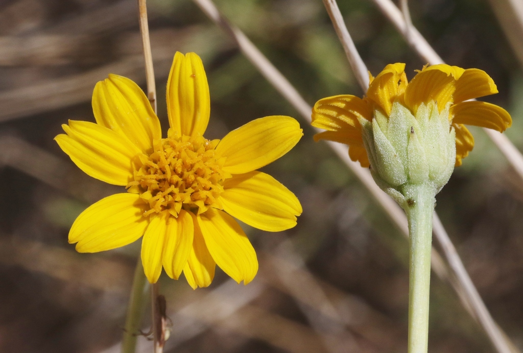Red Rock sunflower