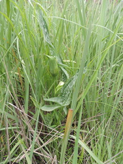 Zantedeschia albomaculata
