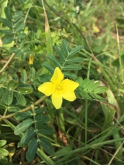 Tribulus cistoides