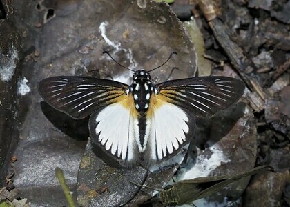 Streaked Paradise Skipper