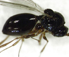 Leptopilina heterotoma