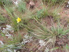 Cyperus sphaerocephalus