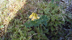 Astragalus umbellatus