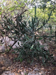 Euphorbia antiquorum