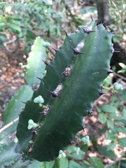 Euphorbia antiquorum