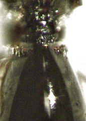 Leptopilina heterotoma