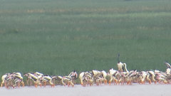 Ephippiorhynchus asiaticus asiaticus