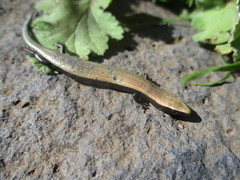Chalcides viridanus